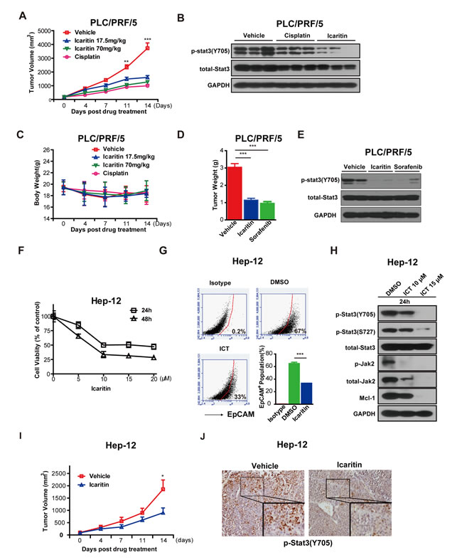 Icaritin inhibits tumor formation in xenografts of PLC/PRF/5 cells and primary HCC cells.