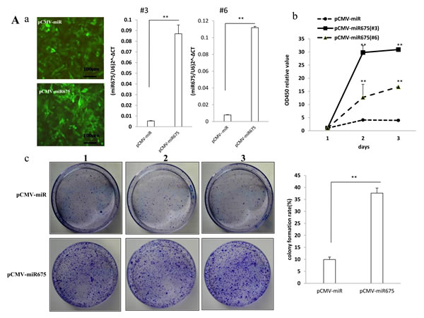 miR675 promotes liver cancer cells proliferation