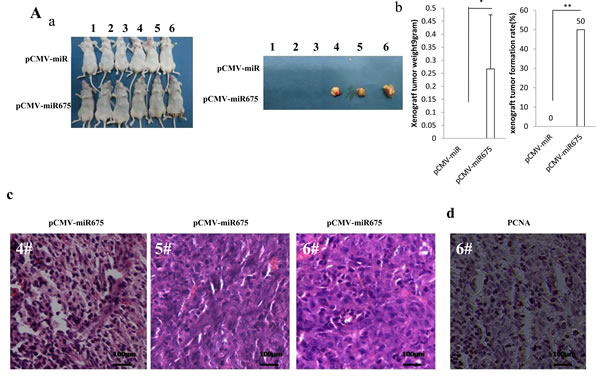 miR675 accelerates liver cancer cell growth