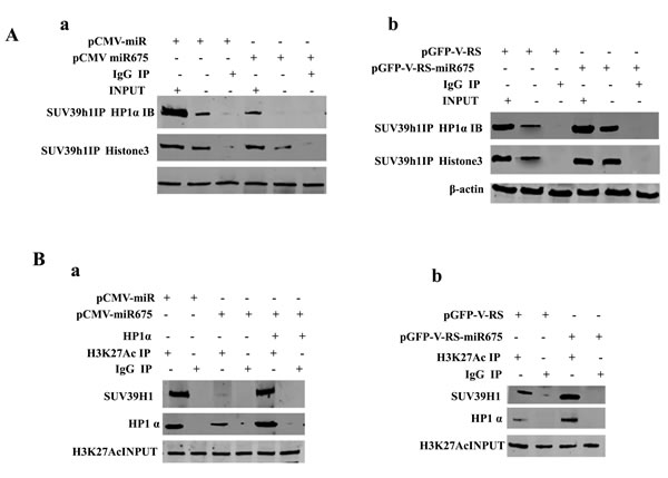 miR675 enhances EGR1 via reducing HP1 &#x3b1; in human liver cancer cells.