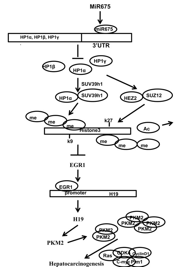 The schematic illustrates a model that miR675 is involved in the epigenetic regulation of H3K9me3