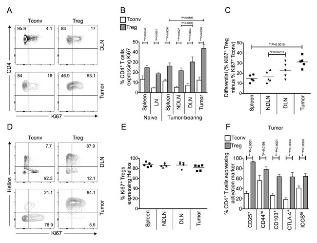 Tumor infiltrating Foxp3