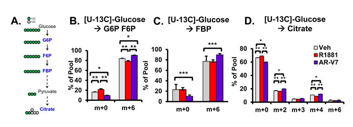 Analysis of AR isoform-specific progression through glycolysis with [U-13</a>C]-glucose metabolic flux analysis.