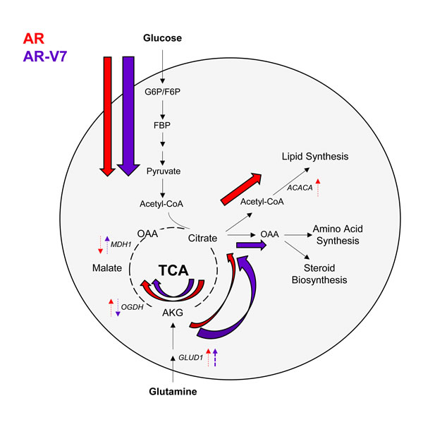 AR utilizes the TCA cycle, while AR-V7 preferentially enhances glutaminolysis.