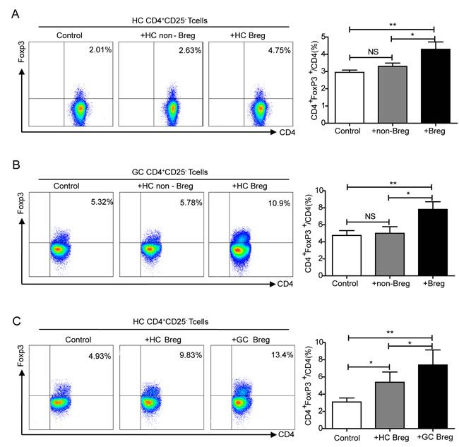 Elucidating the interaction between Bregs and Tregs.