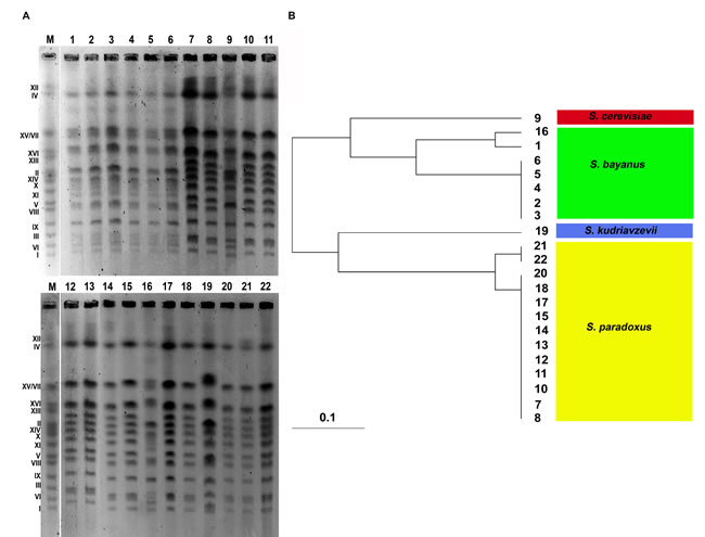 Electrophoretic karyotyping of twenty two distillery yeast strains (A, lanes from 1 to 22).