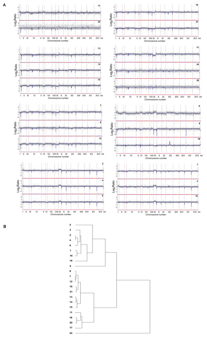 Comparison of the gene copy number between analyzed distillery yeasts using array-CGH.