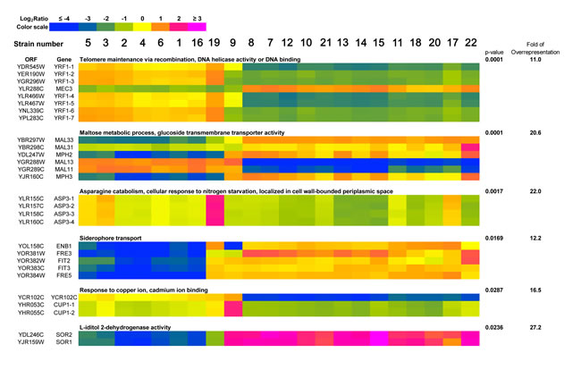 A heat map generated from array-CGH data.