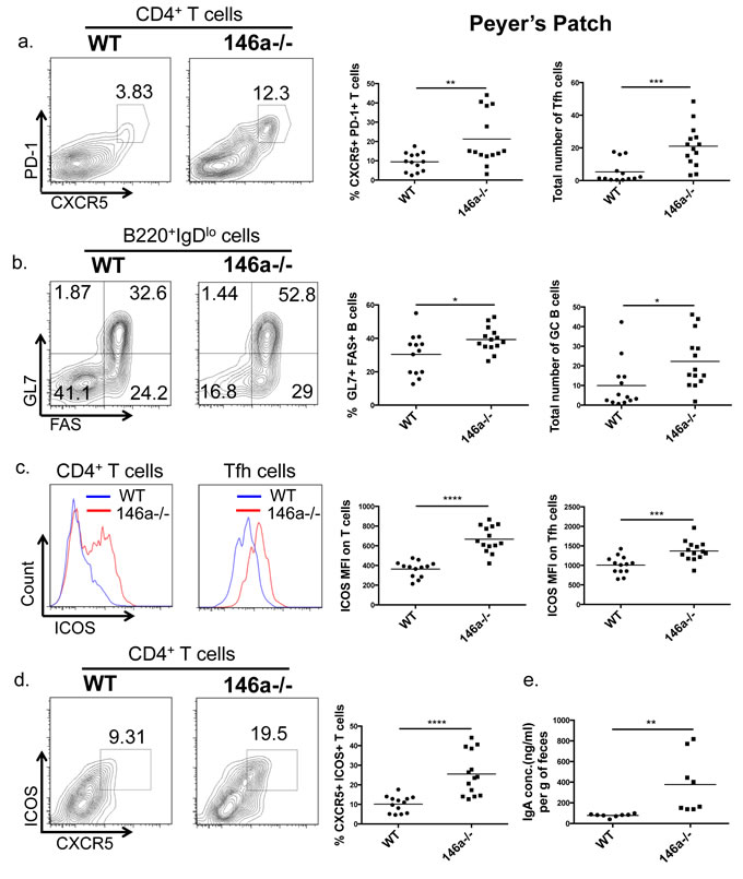 miR-146a constrains Tfh, germinal center (GC) B cell, and IgA levels in the intestine.