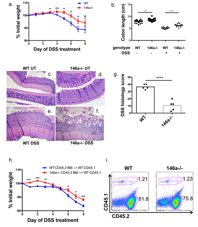 miR-146a-/- mice are protected from DSS-induced colitis.