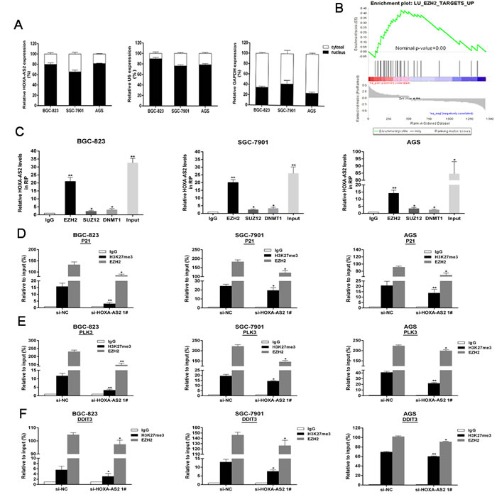 HOXA-AS2 epigenetically silences P21/PLK3/DDIT3 transcription by binding with EZH2.