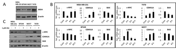 JQ1 treatment attenuates c-Myc expression resulting in increased expression of CDKN1A and decreased expression of BAX, at both the mRNA and protein levels.