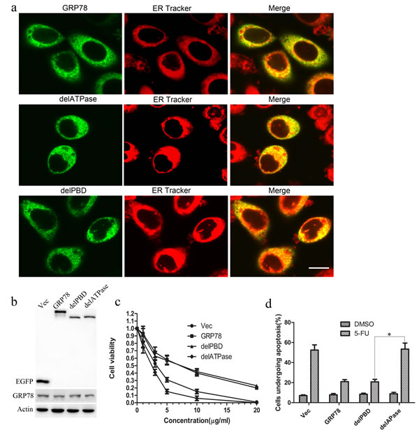 GRP78 confers the resistance to 5-FU by its ATPase domain.