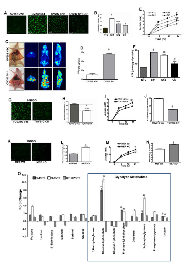 HSulf-1 loss induces enhanced glycolytic phenotype in ovarian cancer.