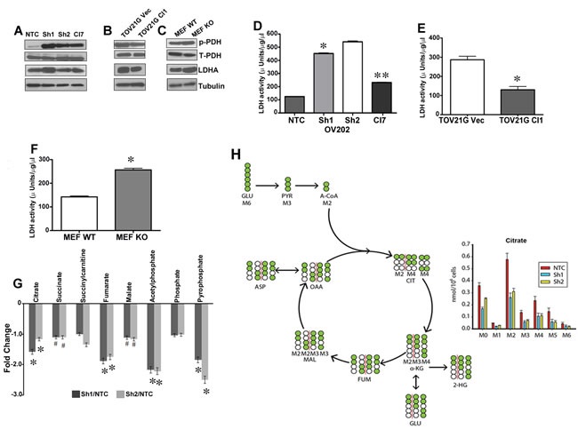 Disruption of energy flow from glycolysis to TCA cycles.