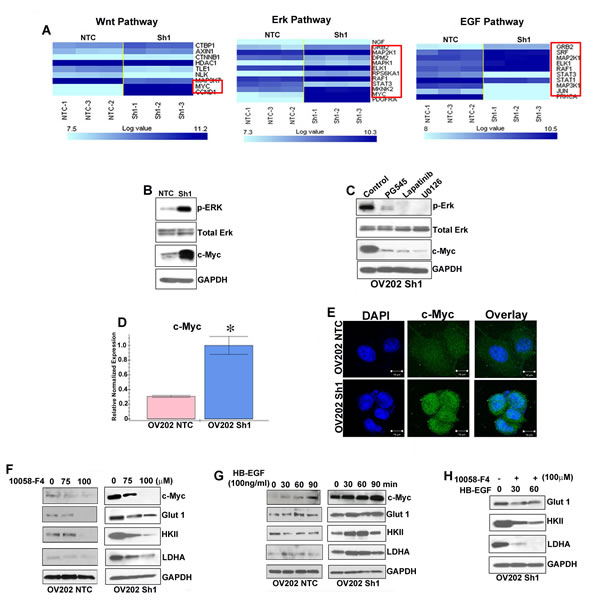c-Myc is important for driving glycolysis in HSulf-1-deficient cells.
