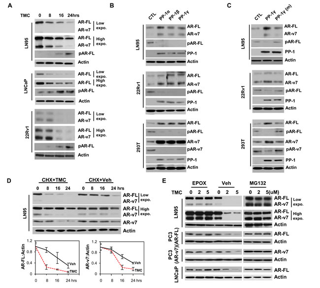 PP-1 regulates AR-FL and AR-v7 protein degradation through proteasome pathway.
