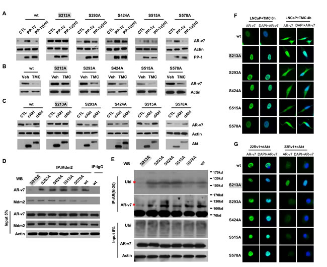 PP-1 and Akt regulate pSer(213) of AR-v7 and Mdm2-mediated AR-v7 ubiquitination and protein degradation.