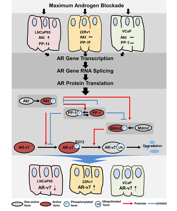 A summary of regulatory mechanisms that control AR-v7 protein expression.