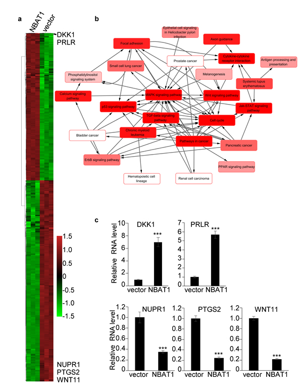 Over-expression of NBAT1 in MDA-MB-231 cells results in global gene expression profile change.