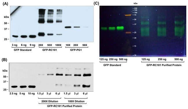 Quantification and evaluation of GFP-RC101 and GFP-PG1 expressed in transgenic plants.
