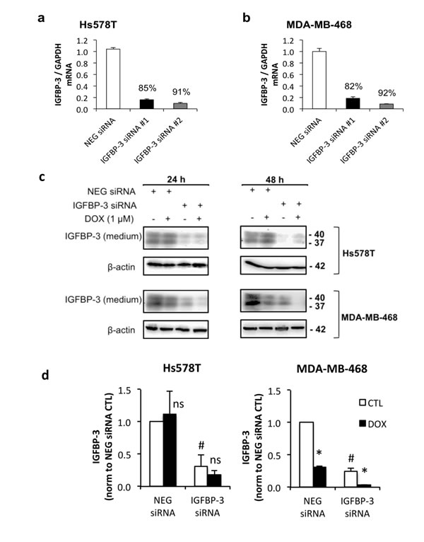 The effect of IGFBP-3 silencing on the response to doxorubicin in Hs578T and MDA-MB-468 cells.