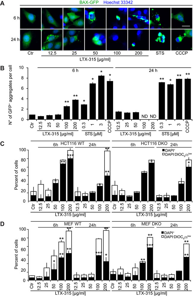 Role of Bcl-2 family protein in cell death induction by LTX-315.