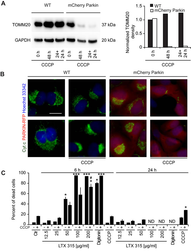 Effect of mitochondrial depletion on LTX-315-induced cell killing.
