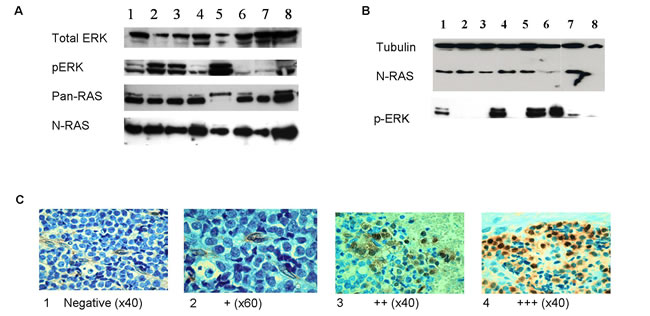 RAS signaling pathway is activated in ES.