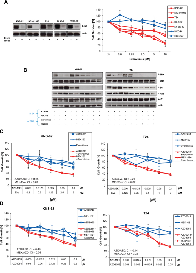 Inhibition of the mTOR pathway blocks cell growth in HRAS mutant cell lines.