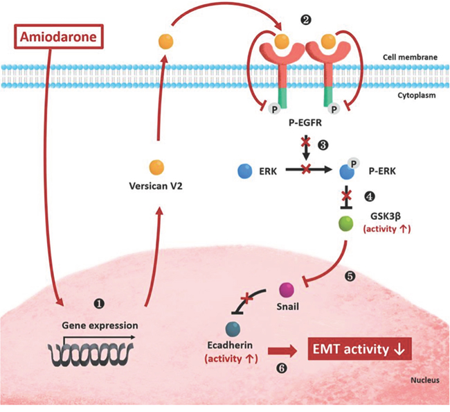 A schematic representation depicts effects of Amiodarone on cell signalling pathways, tumour invasion and metastasis formation.