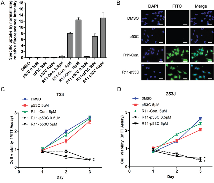 Uptake of R11-p53C and its effects on growth inhibition.