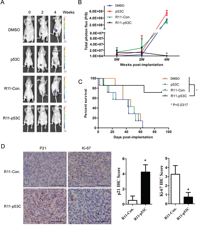 Systemic R11-p53C peptide administration inhibited orthotopical tumor growth.