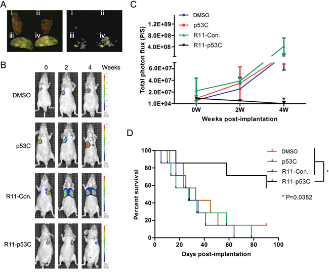 Systemic R11-p53C peptide administration inhibited T24 lung metastatic tumor growth.