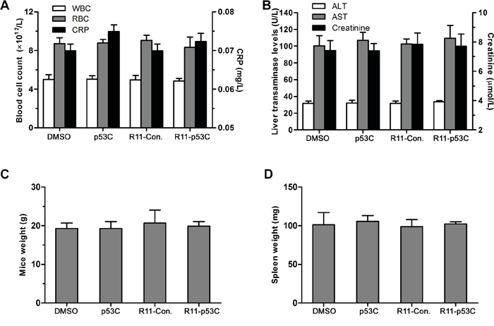 In vivo toxicity of R11-p53C peptide.