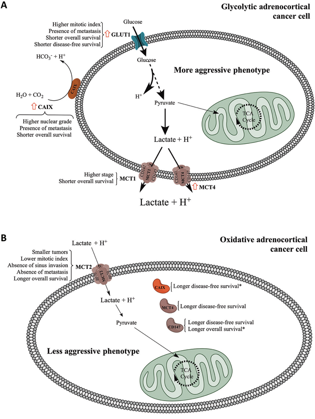 Schematic representation summarizing the major findings of the present work.