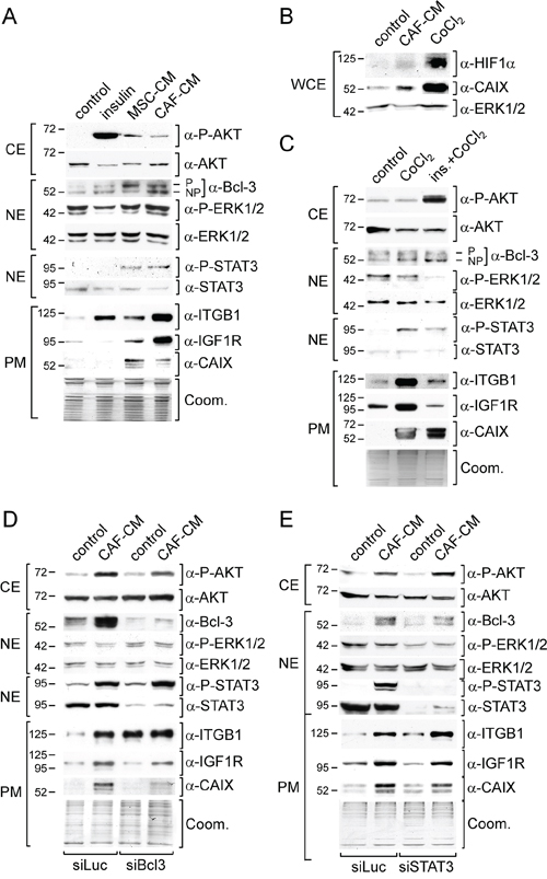 MSC- and CAF-CM upregulate the activities of signaling pathways and expression of proteins relevant in the acquisition of drug resistance.