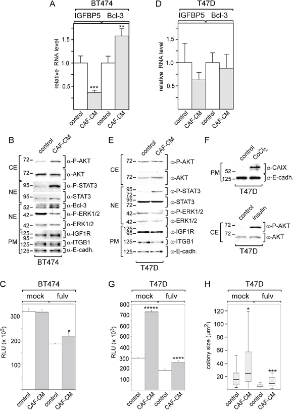 BT474, but not T47D cells respond to CAF-CM by changing IGFBP5 and Bcl-3 levels and by increasing growth activity in the presence of fulvestrant.