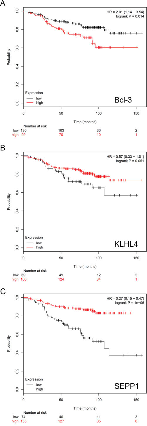 Higher Bcl-3 expression is associated with an unfavorable prognosis of endocrinally treated breast cancer patients with ER&#x03B1;+/PR+-tumors.