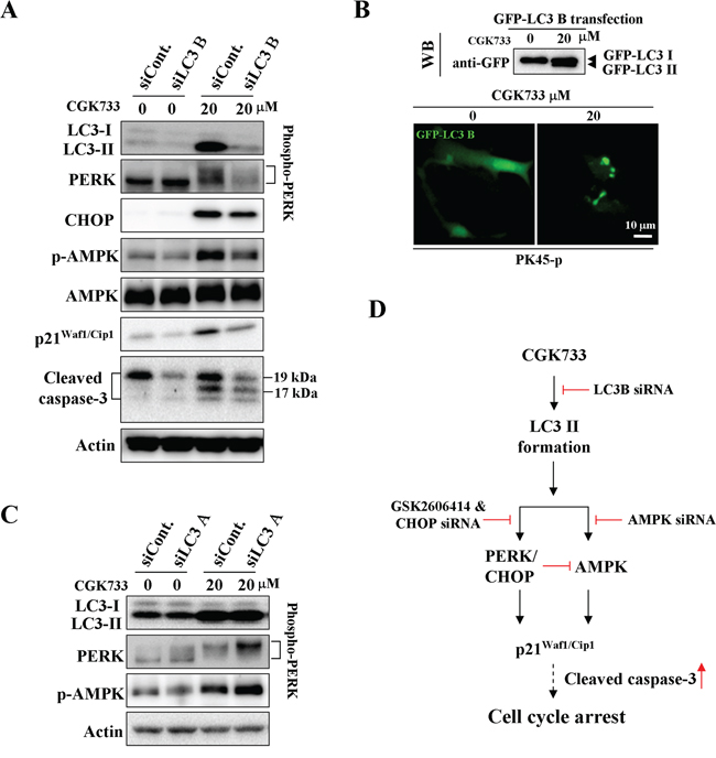 CGK733 induced LC3 II formation and the activation of AMPK and PERK/CHOP through LC3 B.