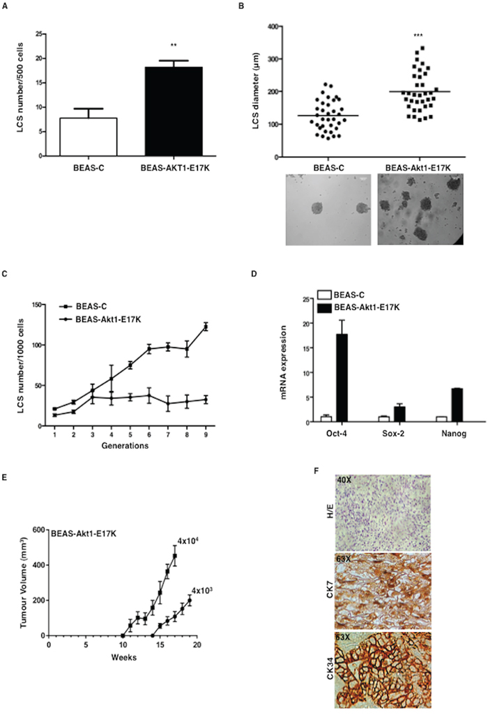 Mutant Akt1-E17K increases formation of LCSs.