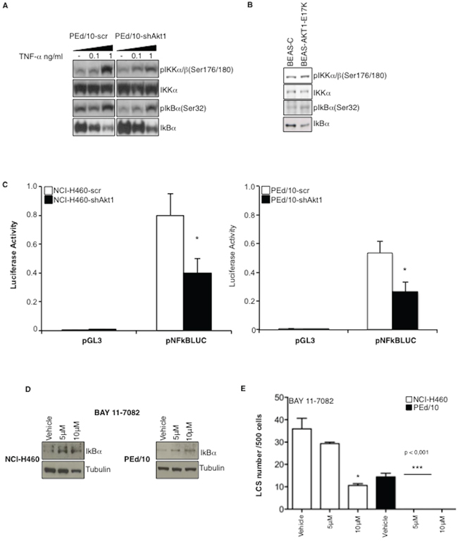 Akt1 regulates NF-kB activity in NSCLC cells.