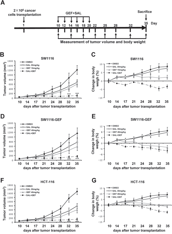 Gefitinib and salinomycin synergistically inhibit tumor growth in xenograft tumor models.