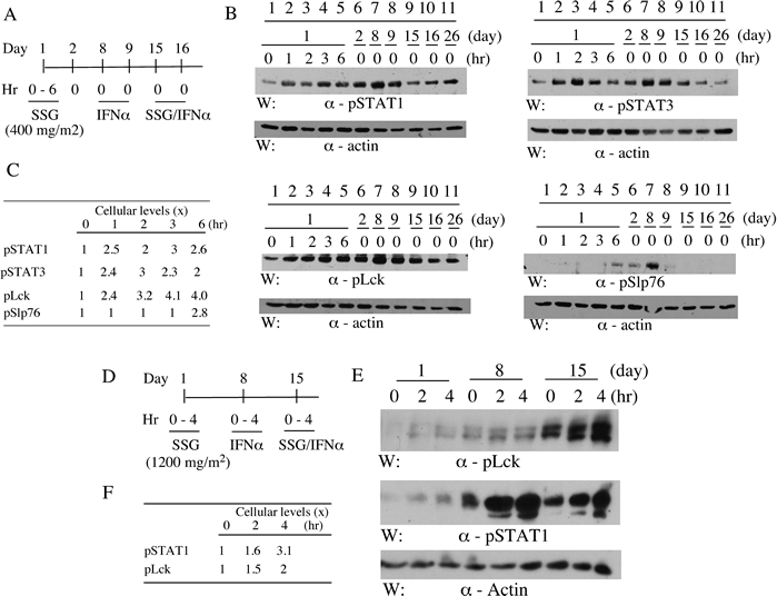 SSG modulates peripheral blood cell phospho-proteins in patients.