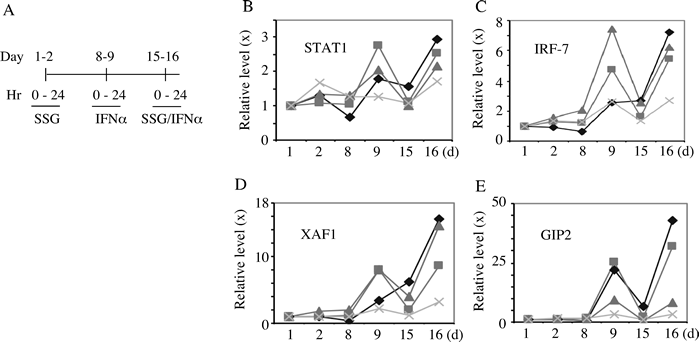 Peripheral transcripts levels of selective ISGs in patients.