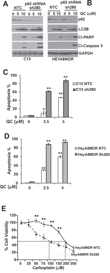 Immunoblot analysis of Non-targeted control shRNA (NTC) or p62 shRNA stable clones sh280 in A. C13 and B.