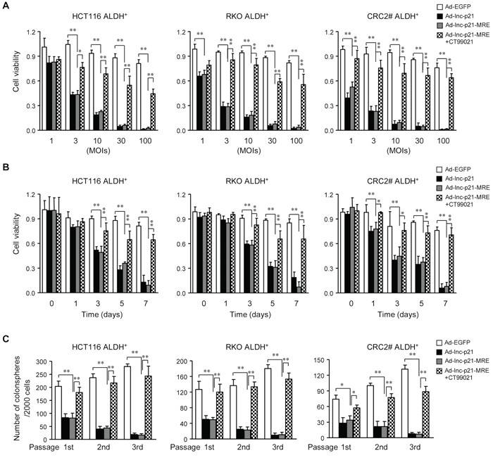 Ad-lnc-p21-MRE decreases the viability and stem-like traits of CSCs by suppressing &#x03B2;-catenin signaling.