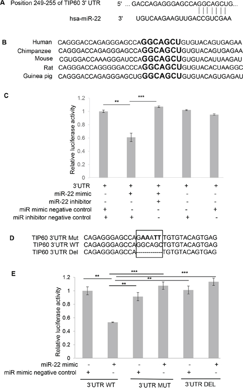 miR-22 binding site at the TIP60 3&#x2032;UTR.