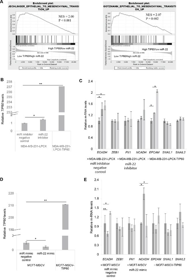 Expression levels of TIP60 and miR-22 suggest an epithelial-mesenchymal transition (EMT).