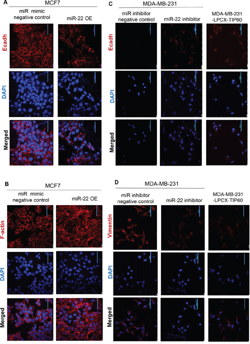 Immuno-fluorescence showing phenotypic alterations.